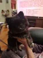 AKC MIDNIGHT , a female Pomeranian for sale in Nicholasville, KY – Photo 3 of 7