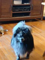 AKC MIDNIGHT , a female Pomeranian for sale in Nicholasville, KY – Photo 6 of 7