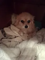 AKC MIDNIGHT , a female Pomeranian for sale in Nicholasville, KY – Photo 7 of 7