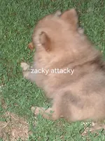 Zacky Attacky , a male Pomeranian for sale in Nicholasville, KY – 3 of 6