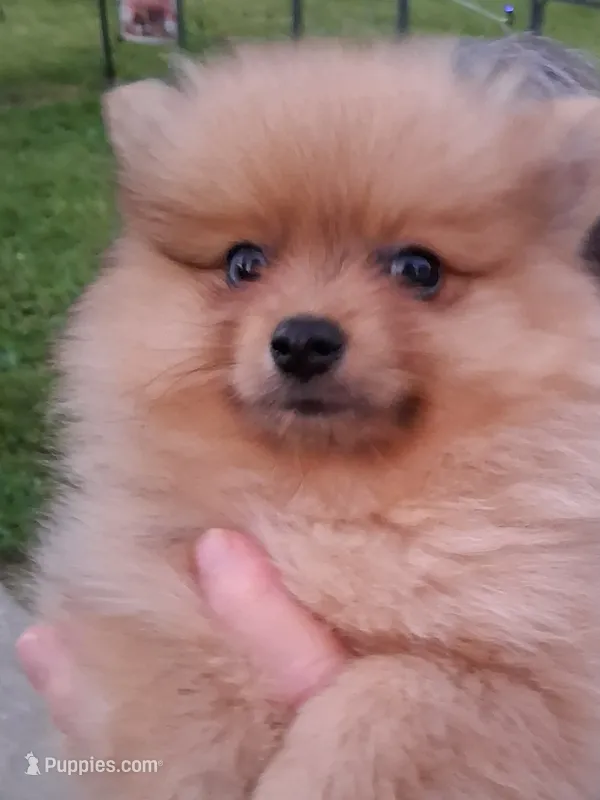 Zacky Attacky  – Pomeranian puppy for sale in Nicholasville, KY