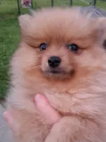 Zacky Attacky , a male Pomeranian for sale in Nicholasville, KY – 1 of 6