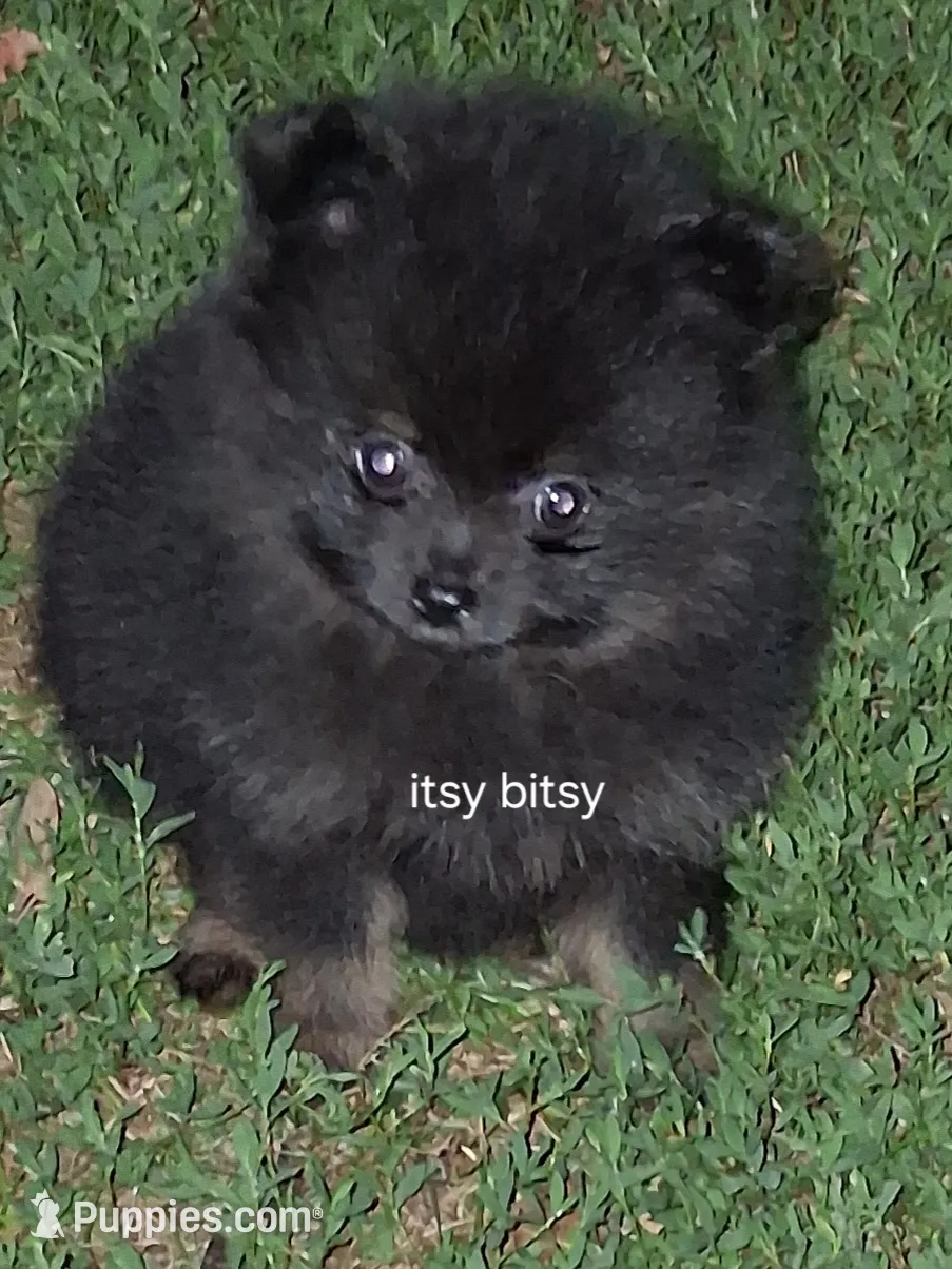 RU14 × veitchii oc pup ① AKC itsy bitsy – Pomeranian Puppy for Sale in Nicholasville