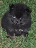 AKC itsy bitsy , a male Pomeranian for sale in Nicholasville, KY – 1 of 6