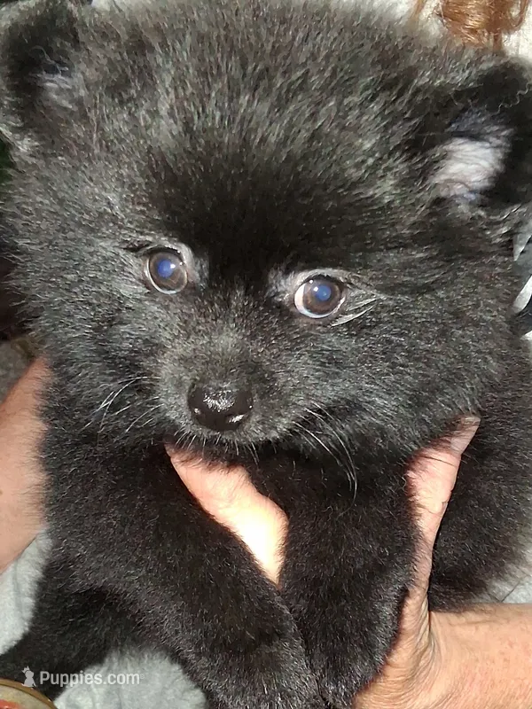 Biggy  – Pomeranian puppy for sale in Nicholasville, KY