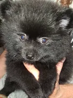 Biggy , a female Pomeranian for sale in Nicholasville, KY – 1 of 6