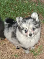 Mary Merle , a female Pomeranian for sale in Nicholasville, KY – 4 of 7