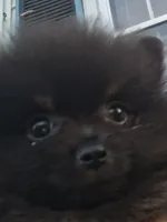 AKC itsy bitsy , a male Pomeranian for sale in Nicholasville, KY – 2 of 6