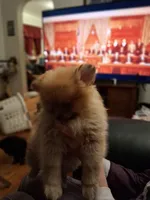 AKC BABY B, a female Pomeranian for sale in Nicholasville, KY – Photo 1 of 3