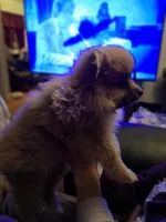 AKC BABY B, a female Pomeranian for sale in Nicholasville, KY – Photo 3 of 3