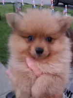 Zacky Attacky , a male Pomeranian for sale in Nicholasville, KY – 2 of 6
