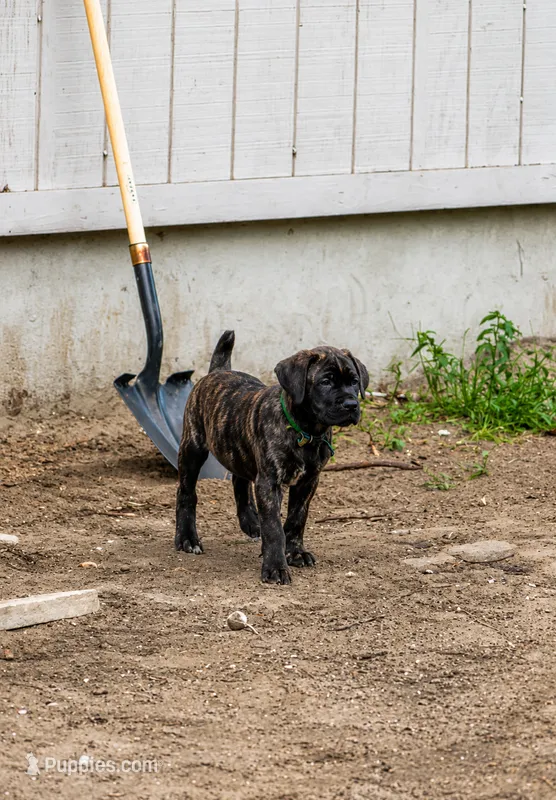 Hunter – Cane Corso puppy for sale in Sarasota, FL