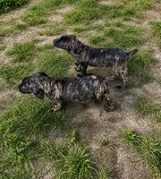 Pink, a female Cane Corso for sale in Bradenton, FL – 8 of 10