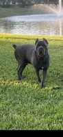 Hunter, a female Cane Corso for sale in Bradenton, FL – 7 of 10