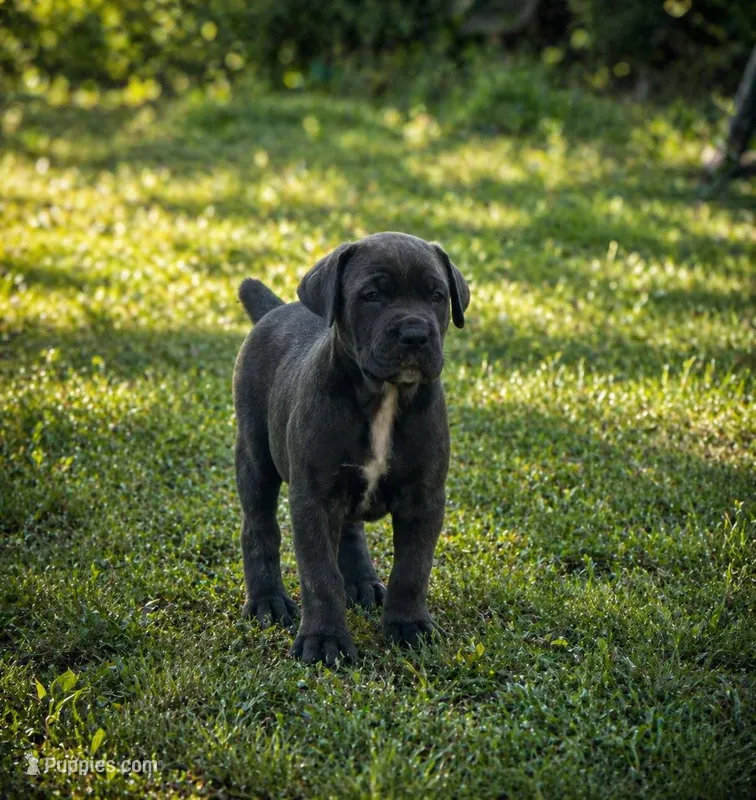 Grey – Cane Corso puppy for sale in Sarasota, FL