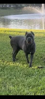 Memorial Day Sale Grey, a female Cane Corso for sale in Sarasota, FL – 3 of 3