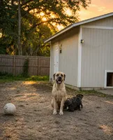 Memorial Day Sale Pink, a female Cane Corso for sale in Sarasota, FL – 2 of 3