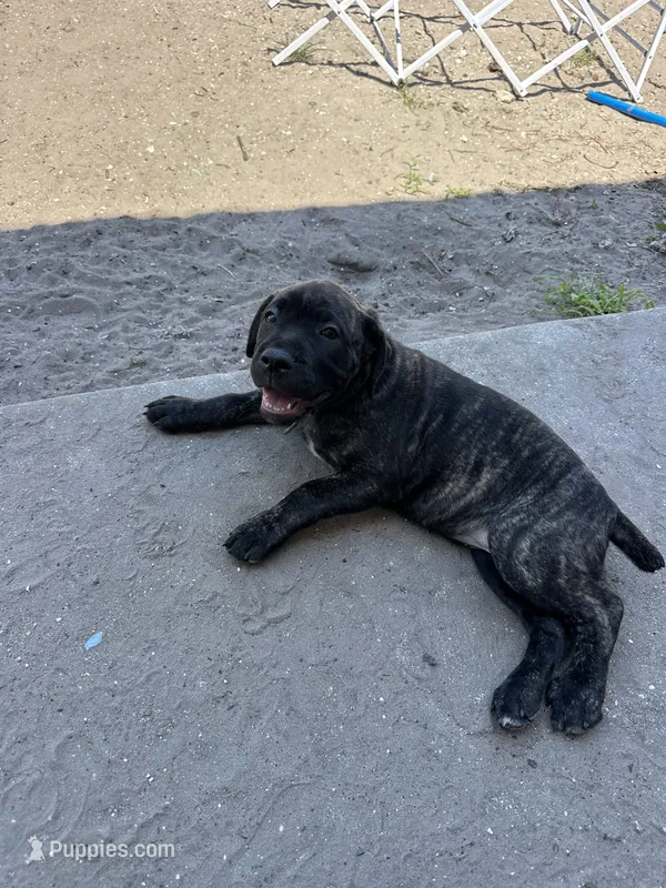 Memorial Day Sale Pink, a female Cane Corso for sale in Sarasota, FL – 1 of 3
