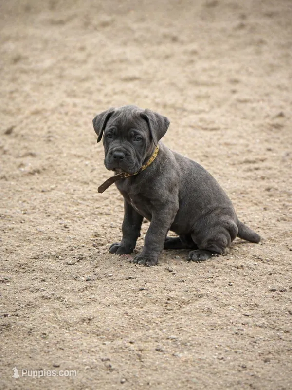 Yellow – Cane Corso puppy for sale in Sarasota, FL