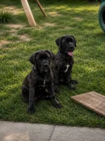 Pink, a female Cane Corso for sale in Bradenton, FL – 1 of 10