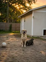 Pink, a female Cane Corso for sale in Bradenton, FL – 4 of 10