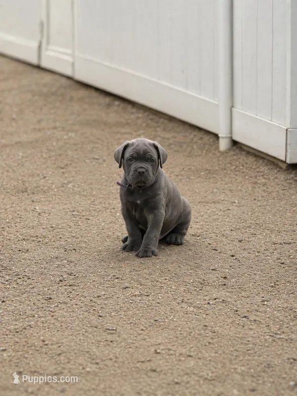Purple – Cane Corso puppy for sale in Sarasota, FL