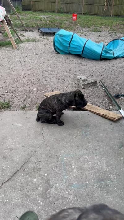 Pink, a female Cane Corso for sale in Bradenton, FL – 10 of 10