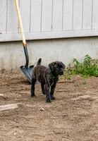 Memorial Day Sale Hunter, a female Cane Corso for sale in Sarasota, FL – 1 of 3
