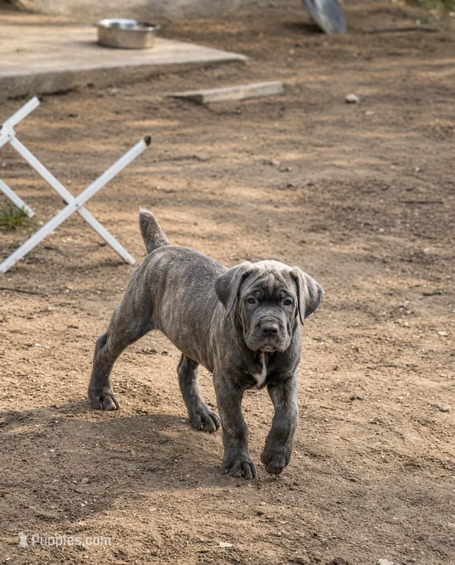 Memorial Day Sale Grey – Cane Corso puppy for sale in Sarasota, FL