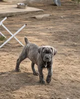 Memorial Day Sale Grey, a female Cane Corso for sale in Sarasota, FL – 1 of 3