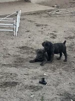 Pink, a female Cane Corso for sale in Bradenton, FL – 7 of 10