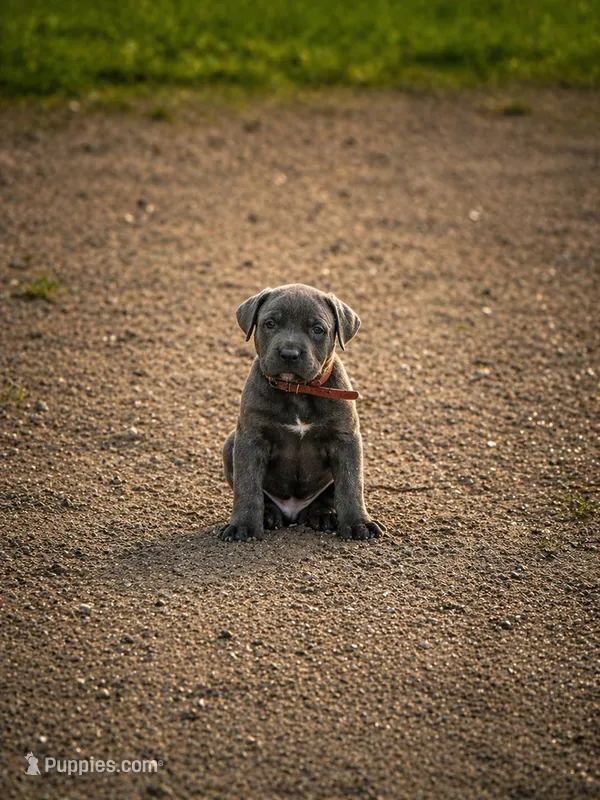Orange – Cane Corso puppy for sale in Sarasota, FL