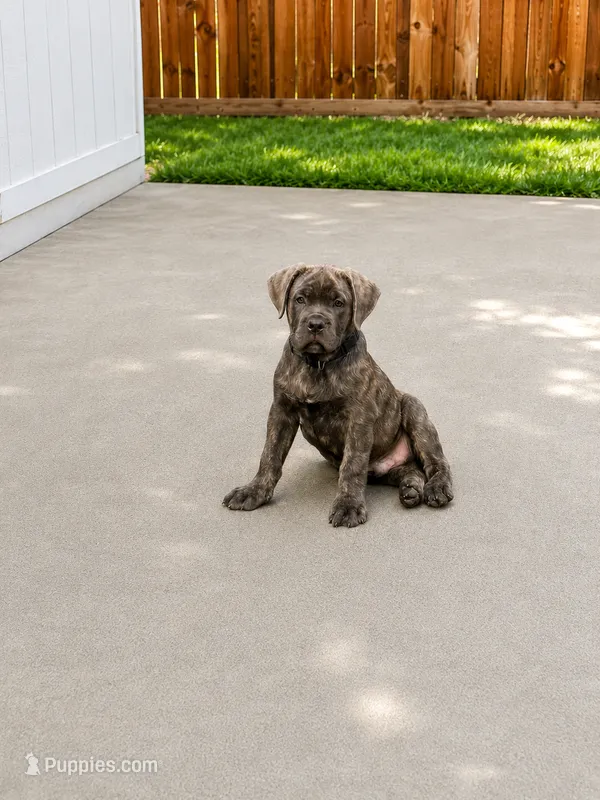 Blue – Cane Corso puppy for sale in Sarasota, FL