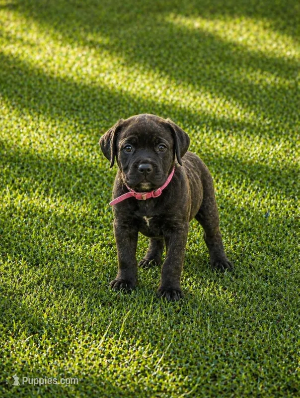 Pink – Cane Corso puppy for sale in Sarasota, FL