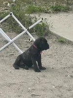 Pink, a female Cane Corso for sale in Bradenton, FL – 6 of 10