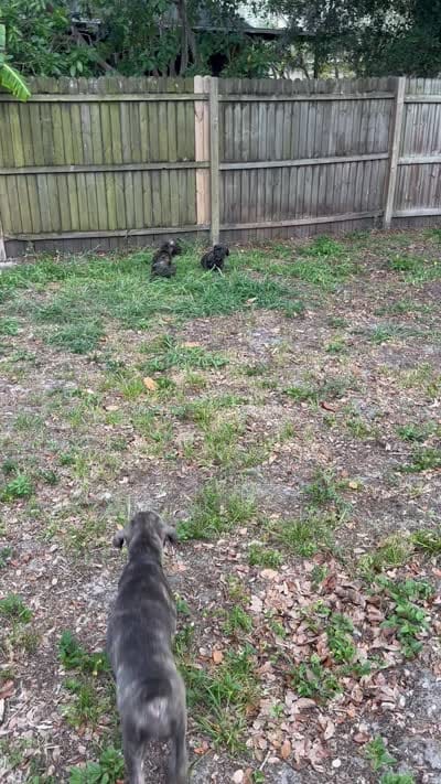 Hunter, a female Cane Corso for sale in Bradenton, FL – 10 of 10