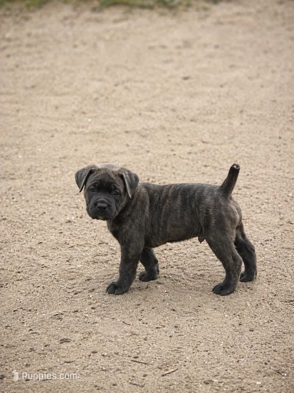 Blue – Cane Corso puppy for sale in Sarasota, FL