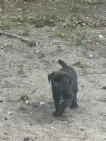 Hunter, a female Cane Corso for sale in Bradenton, FL – 4 of 10