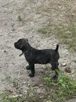 Hunter, a female Cane Corso for sale in Bradenton, FL – 5 of 10