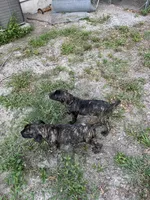Hunter, a female Cane Corso for sale in Bradenton, FL – 9 of 10
