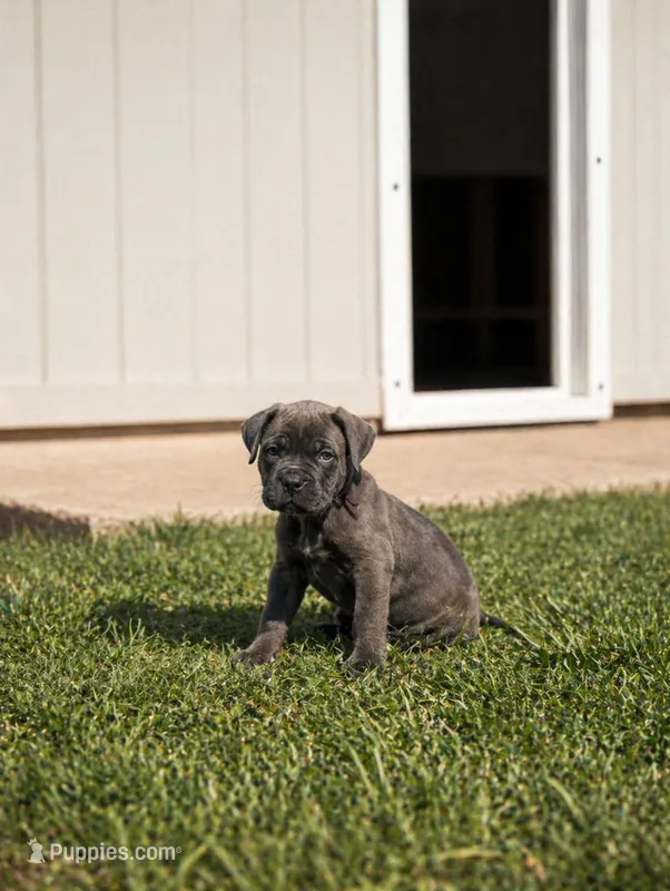 Maroon – Cane Corso puppy for sale in Sarasota, FL