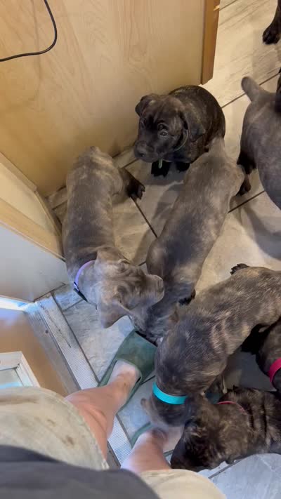 Pink, a female Cane Corso for sale in Bradenton, FL – 9 of 10