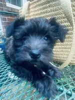 Phoebe, a female Miniature Schnauzer for sale in Murfreesboro, TN – 5 of 8