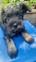 Milo, a male Miniature Schnauzer for sale in Murfreesboro, TN – 7 of 10