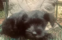 Enzo, a male Miniature Schnauzer for sale in Murfreesboro, TN – 3 of 8