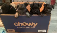 Belle, a female Miniature Schnauzer for sale in Murfreesboro, TN – 6 of 7