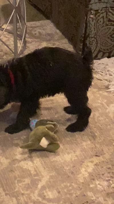 Enzo, a male Miniature Schnauzer for sale in Murfreesboro, TN – 6 of 8