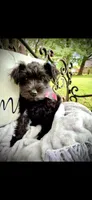 Enzo, a male Miniature Schnauzer for sale in Murfreesboro, TN – 5 of 10