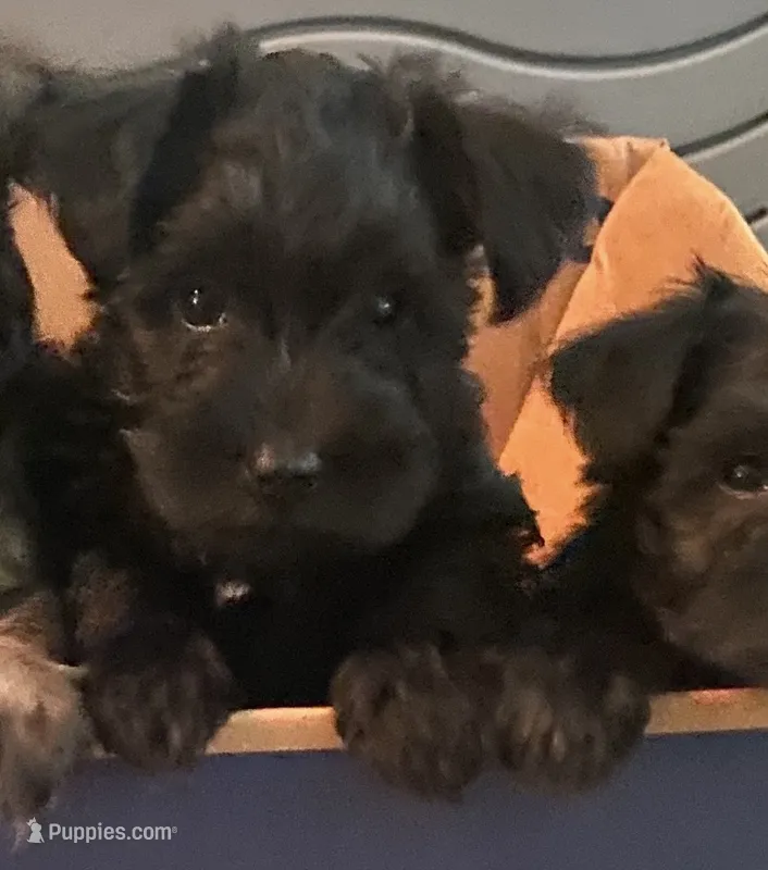 Enzo – Miniature Schnauzer puppy for sale in Murfreesboro, TN