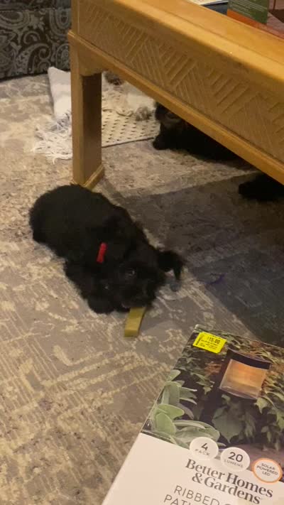 Phoebe, a female Miniature Schnauzer for sale in Murfreesboro, TN – 8 of 8